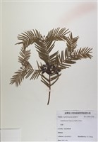 藏品(粗榧)的圖片
